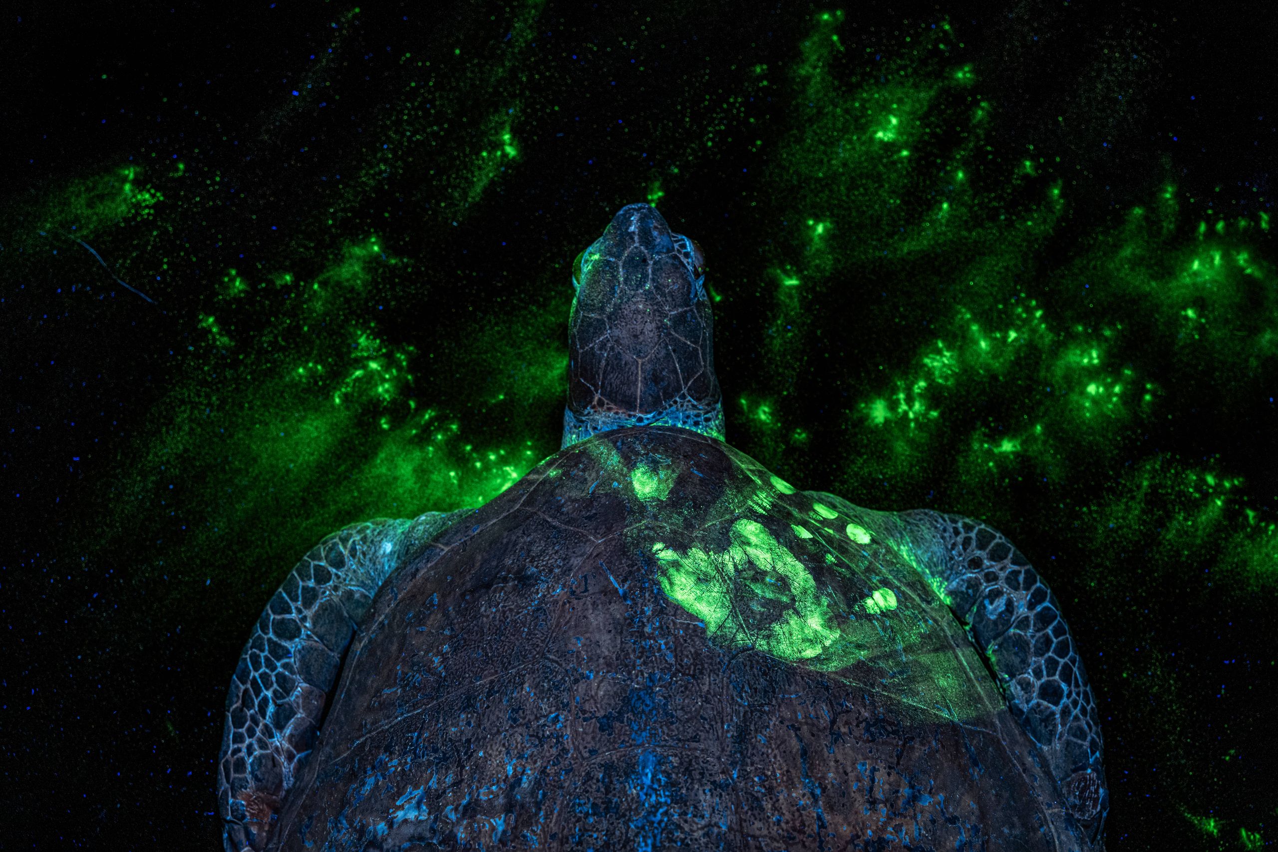 This glowing turtle is unlike any wildlife photo you've seen before
