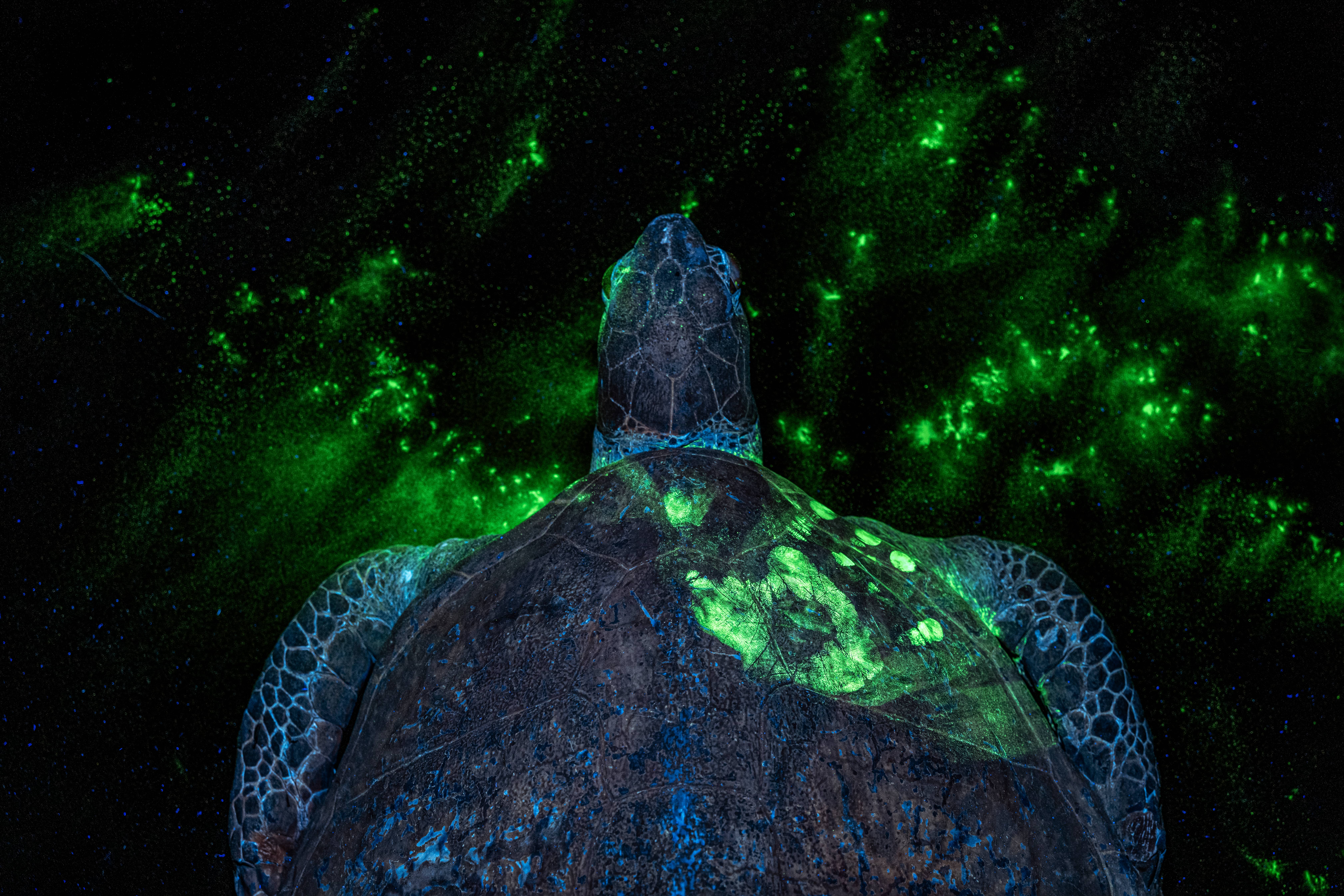 A green sea turtle photographed under ultraviolet light, its shell and surrounding water illuminated with vivid neon-green fluorescent powder dye that reveals a human handprint on its back