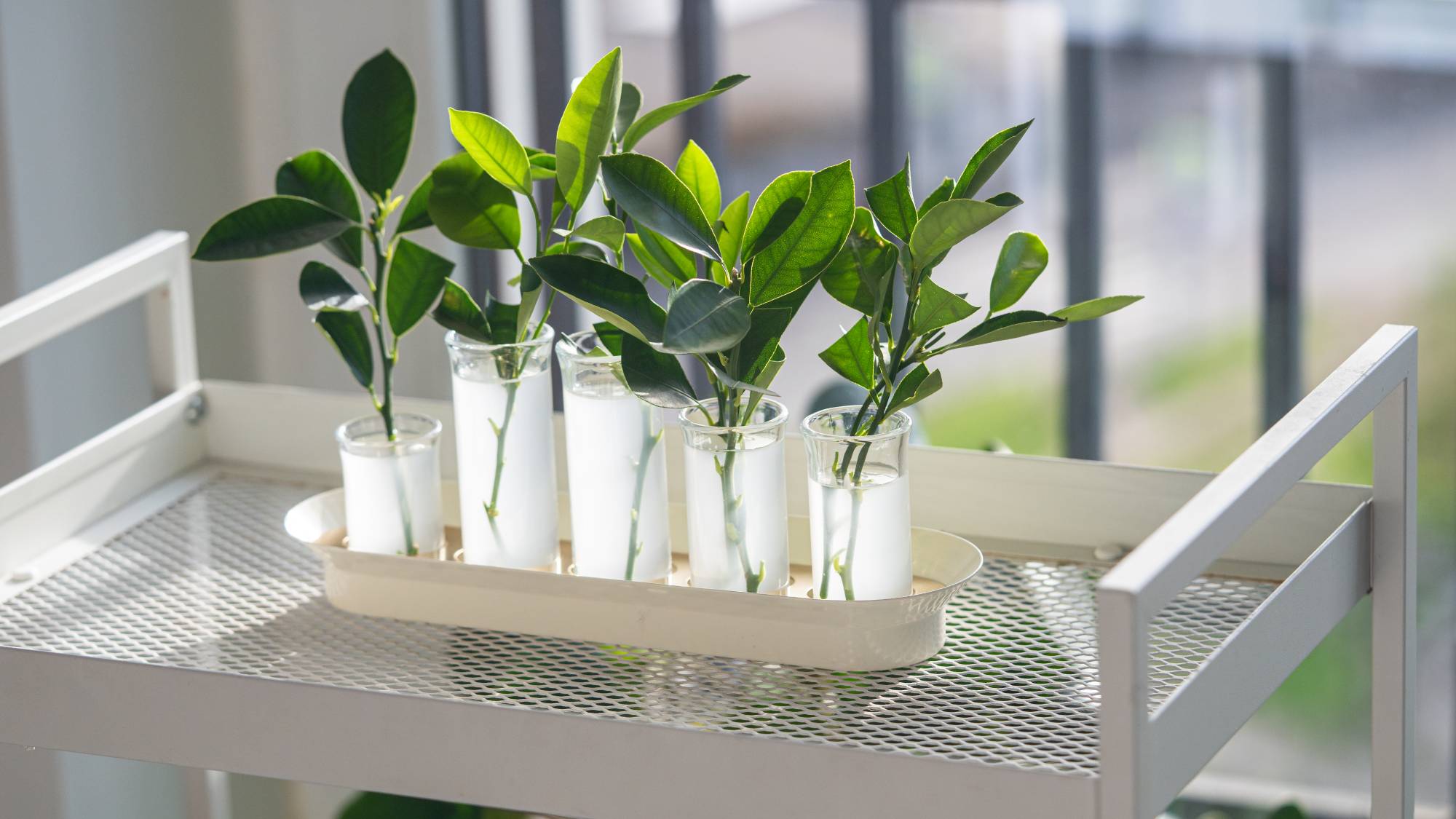 Rooting hormone liquid with plant cuttings being propagated