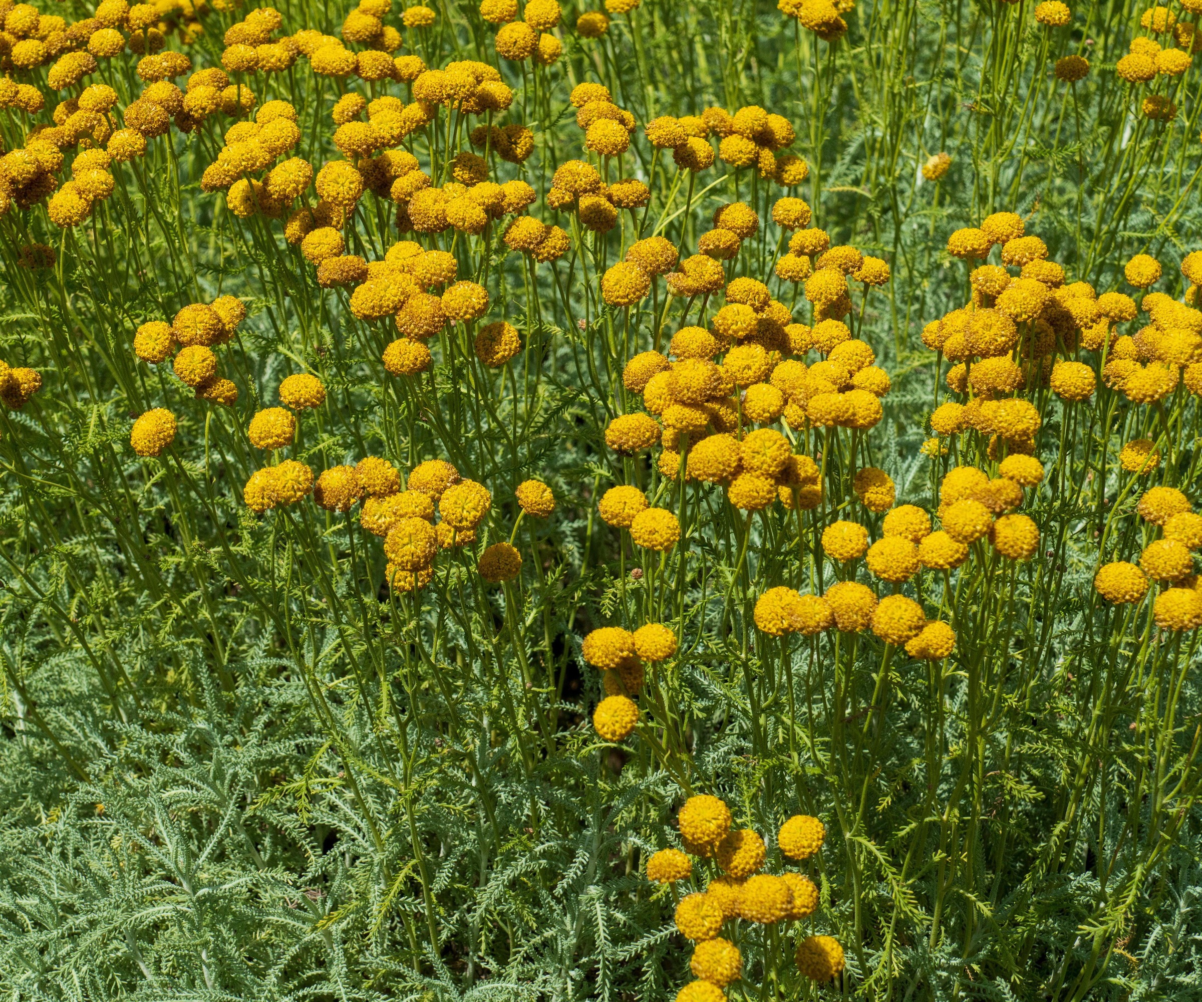 craspedia growing in a garden
