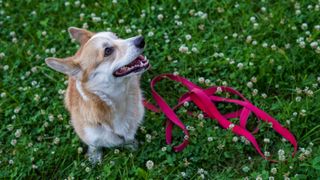 Dog out for a walk