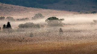 A swarm of locusts near the RN-7 road, close to the town of Ihosy in Southern Madagascar.