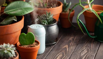 houseplants with a humidifier