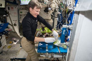 NASA astronaut Peggy Whitson harvests cabbage from the Veggie facility on board the International Space Station.