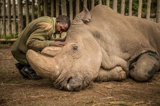 Man pictured with rhino by ami Vitale