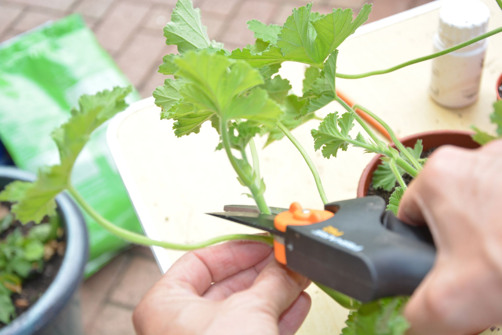 How to take cuttings from plants follow our expert advice