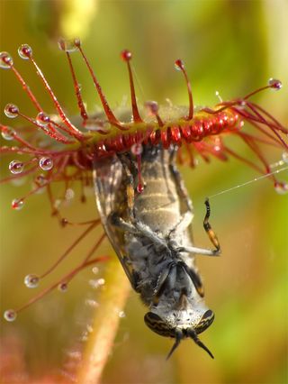 Sundew trapping an insect