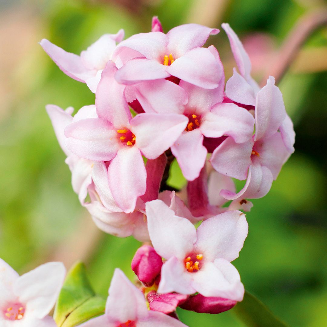 Give your nose a treat with Daphne bholua ‘Jacqueline Postill’.