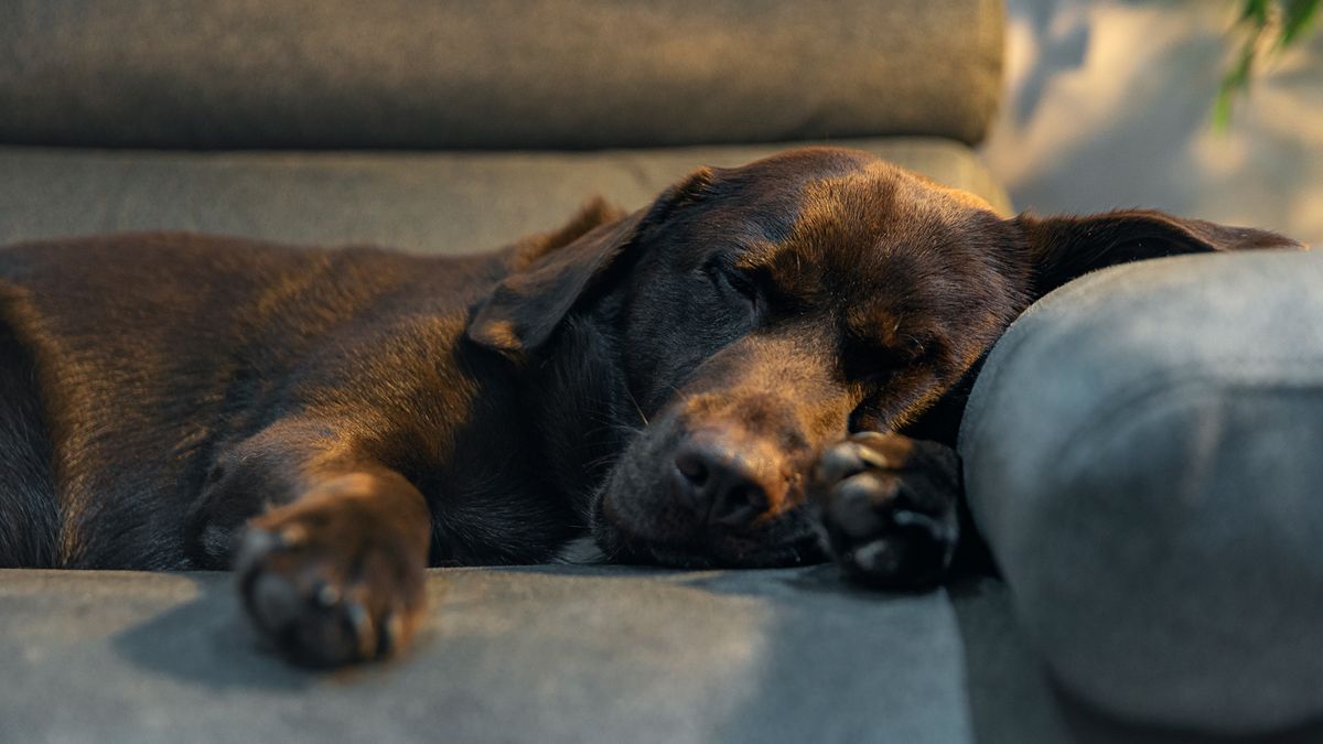 Dog snoozing on the sofa