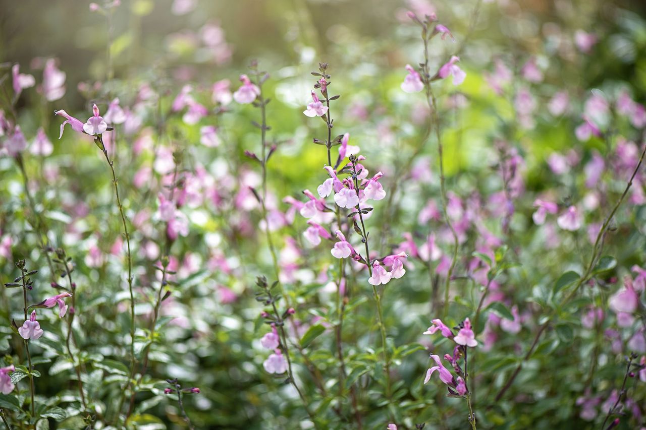 Beautiful pale pink summer flowers of Salvia greggii.