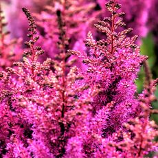 astilbe flowering in summer border