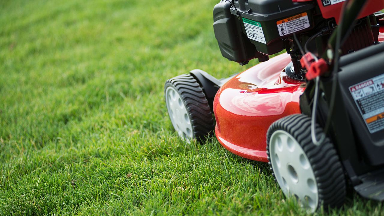 cutting a lawn with a petrol mower