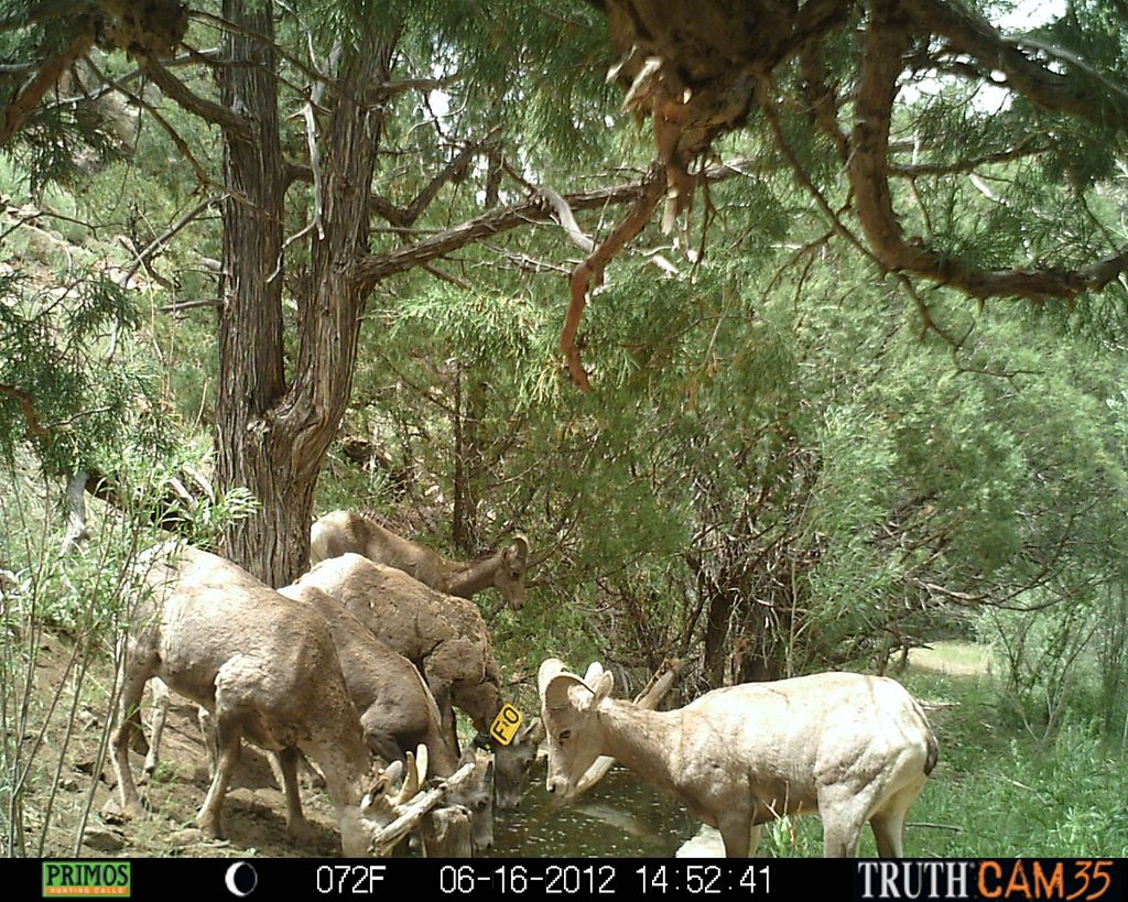 Bighorn sheep drinking