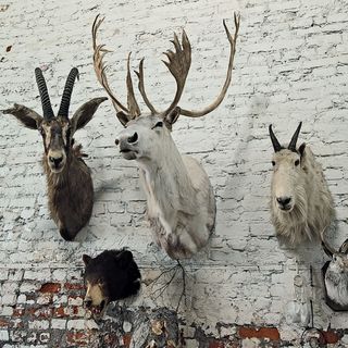 living room with raw wall and animal head