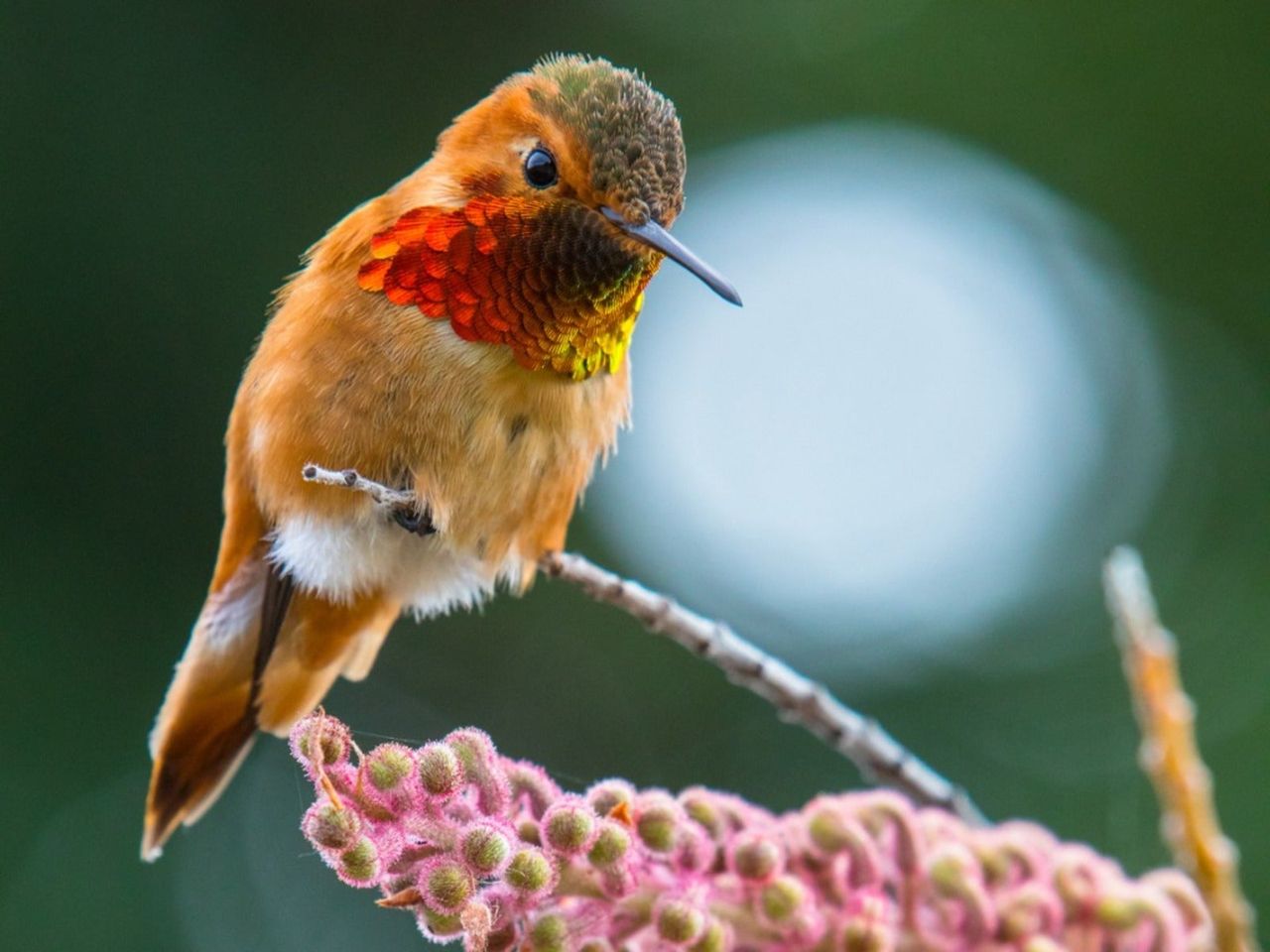 An Allen hummingbird perches on a branch