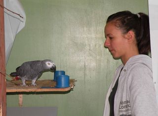 Experimenter Judith Schmidt works with an African Grey parrot.