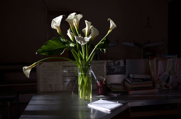 how to care for cala lily in a vase