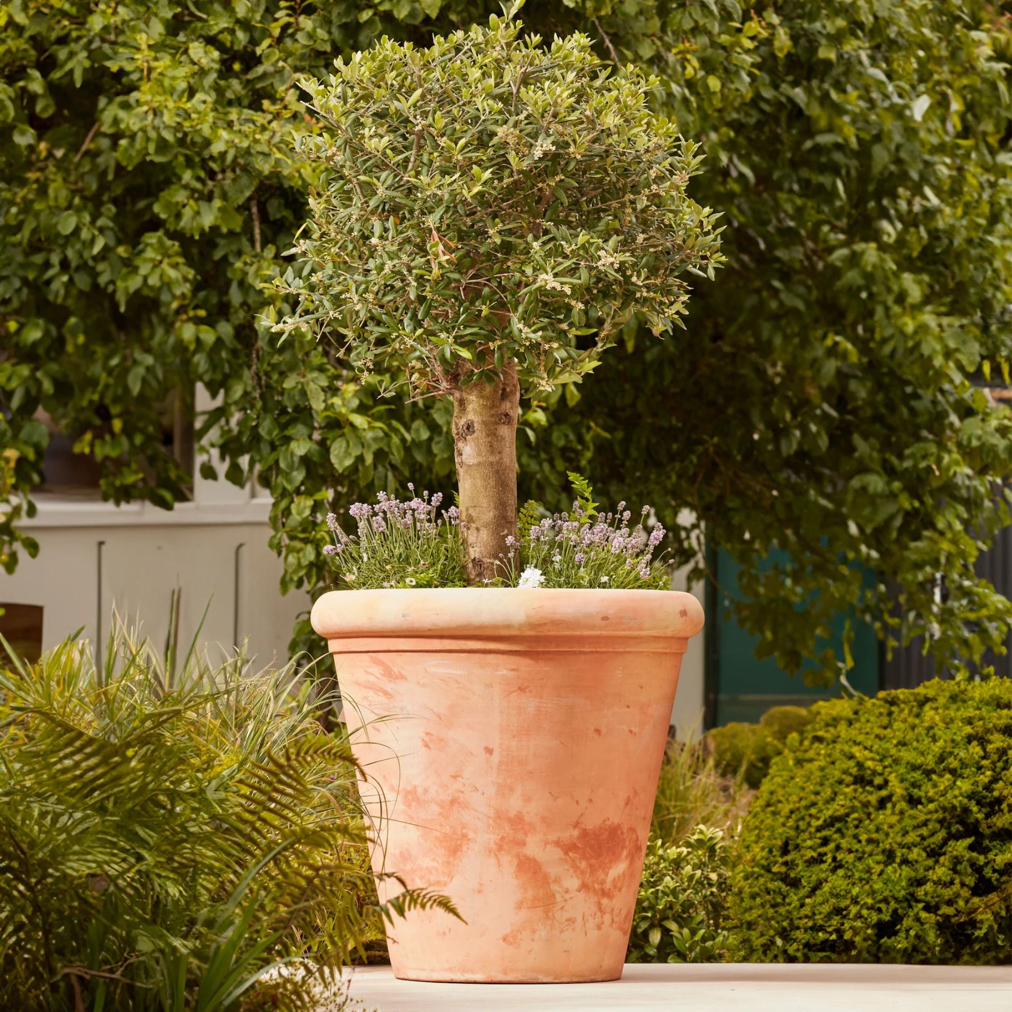 terracotta planter Gardenesque