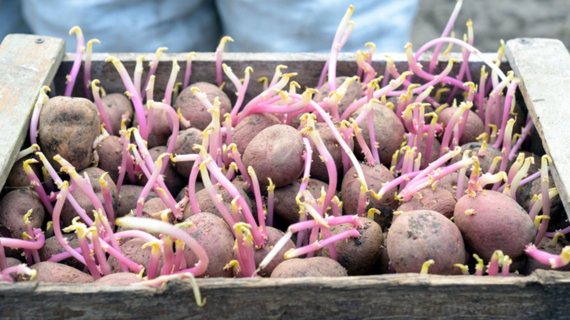 picture of chitted potatoes in wooden crate