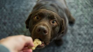 Dog eating a biscuit