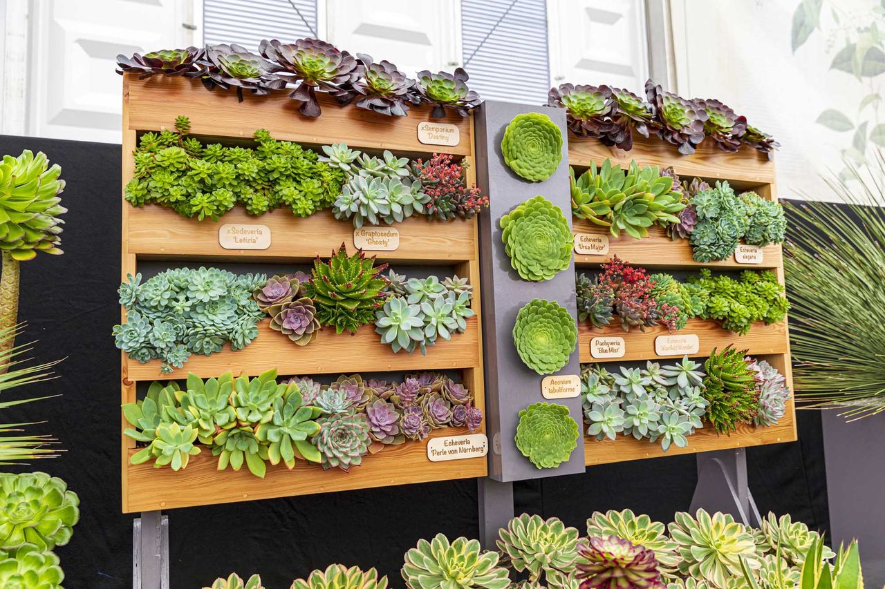 The succulent display was one of the highlights of the 2021 Chelsea Flower Show. Credit: Andrew Sydenham/Country Life