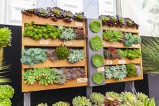 The succulent display was one of the highlights of the 2021 Chelsea Flower Show. Credit: Andrew Sydenham/Country Life