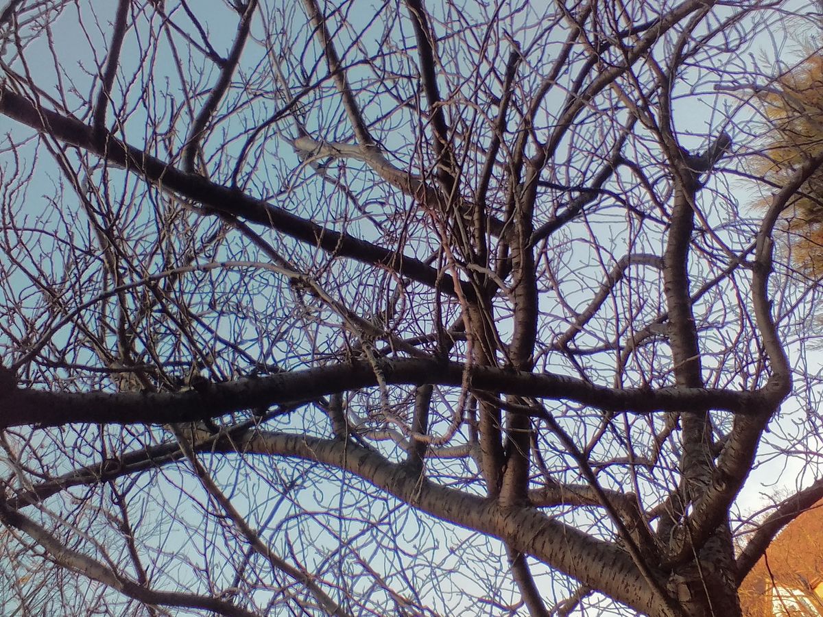 Each of these branches is outlined in purple, telling us the lens struggles with high contrast objects. Quite how odd they look close-up is another indictment of the image processing.