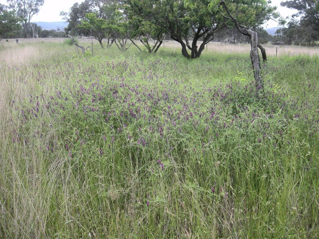 Field Of Woollypod Vetch Plants