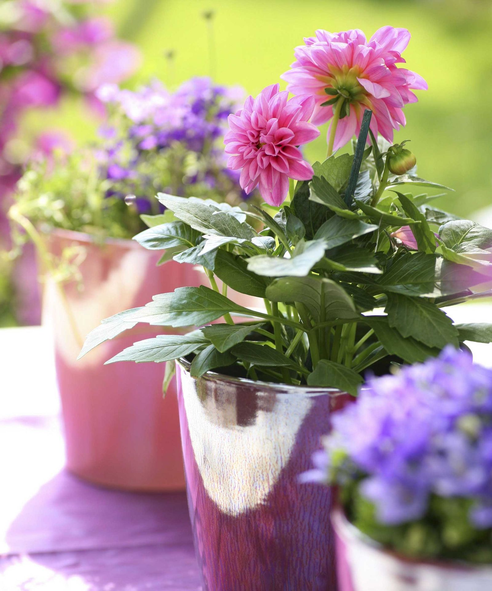 Dahlias care and growing guide top tips for stunning blooms Gardeningetc
