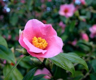 Camellia x williamsii Bow Bells