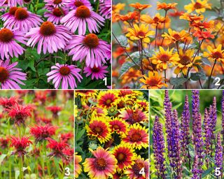 Colorful flowers for a pollinator-friendly garden featuring purple coneflowers, false sunflowers, bee balm, blanket flower, and woodland sage