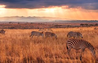 Scenic View Of Zebras Grazing In Field Against Sky During Sunset