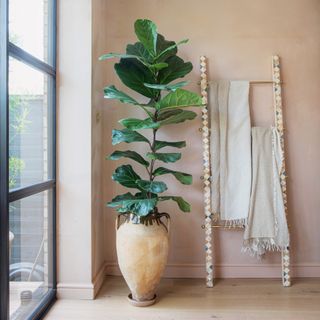 Large fiddle leaf fig tree in a terracotta pot next to a bare plaster wall and bamboo towel ladder