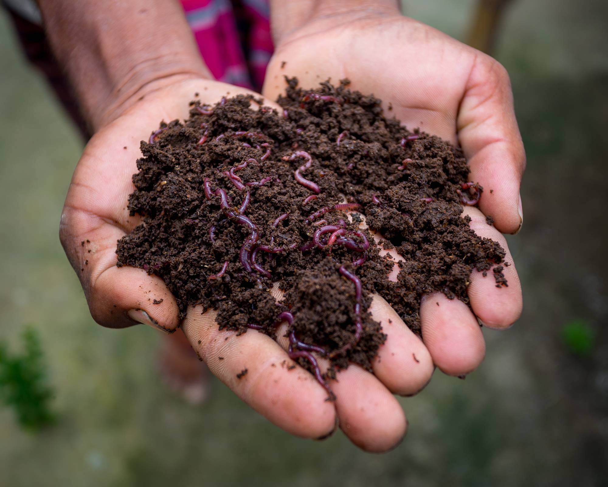 Red wiggler worms for worm composting