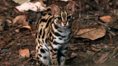 Close Up of a Leopard cat (Prionailurus bengalensis).