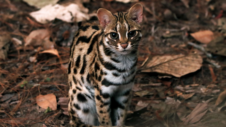 Close Up of a Leopard cat (Prionailurus bengalensis).