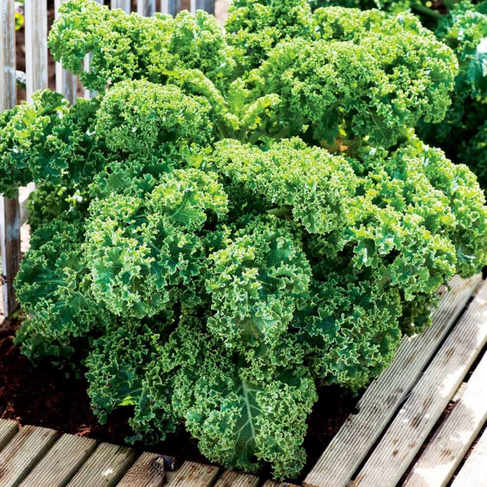 Kale