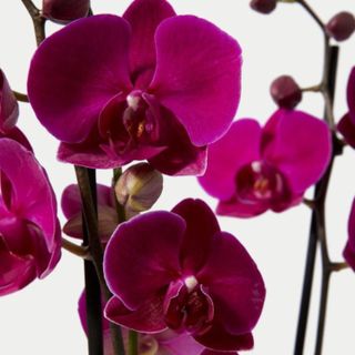 A large purple phalaenopsis orchid in a ceramic pot from M&S