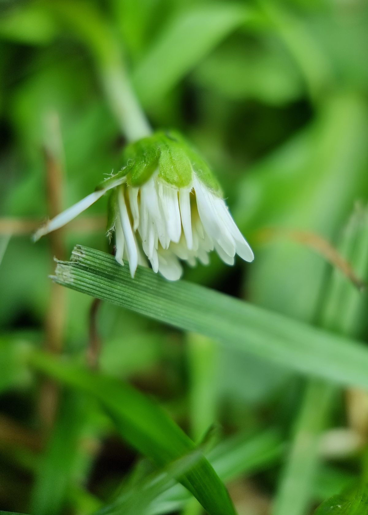Moment Macro 10x lens review