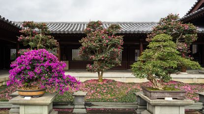 Bougainvillea bonsai trees with pink blooms in a Japanese-style garden