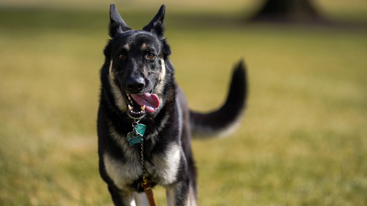 Joe Biden&#039;s German Shepherd dog Major running across the lawn