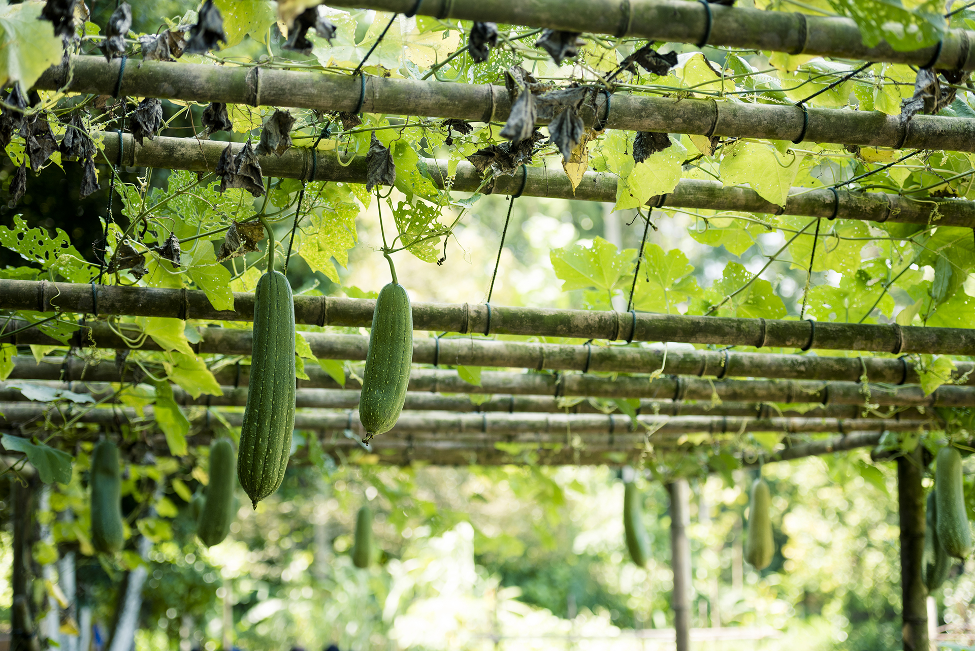 cucumbers growing vertically on a trellis