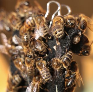 Aggressive honeybees sting an "intruder" (a leather flag).