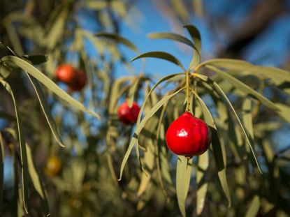 Red Fruits On A Quandong Fruit Tree