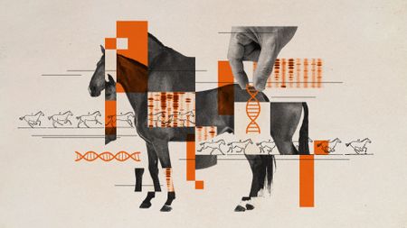 Photo collage of a horse image sliced into pieces, showing strads of DNA and 