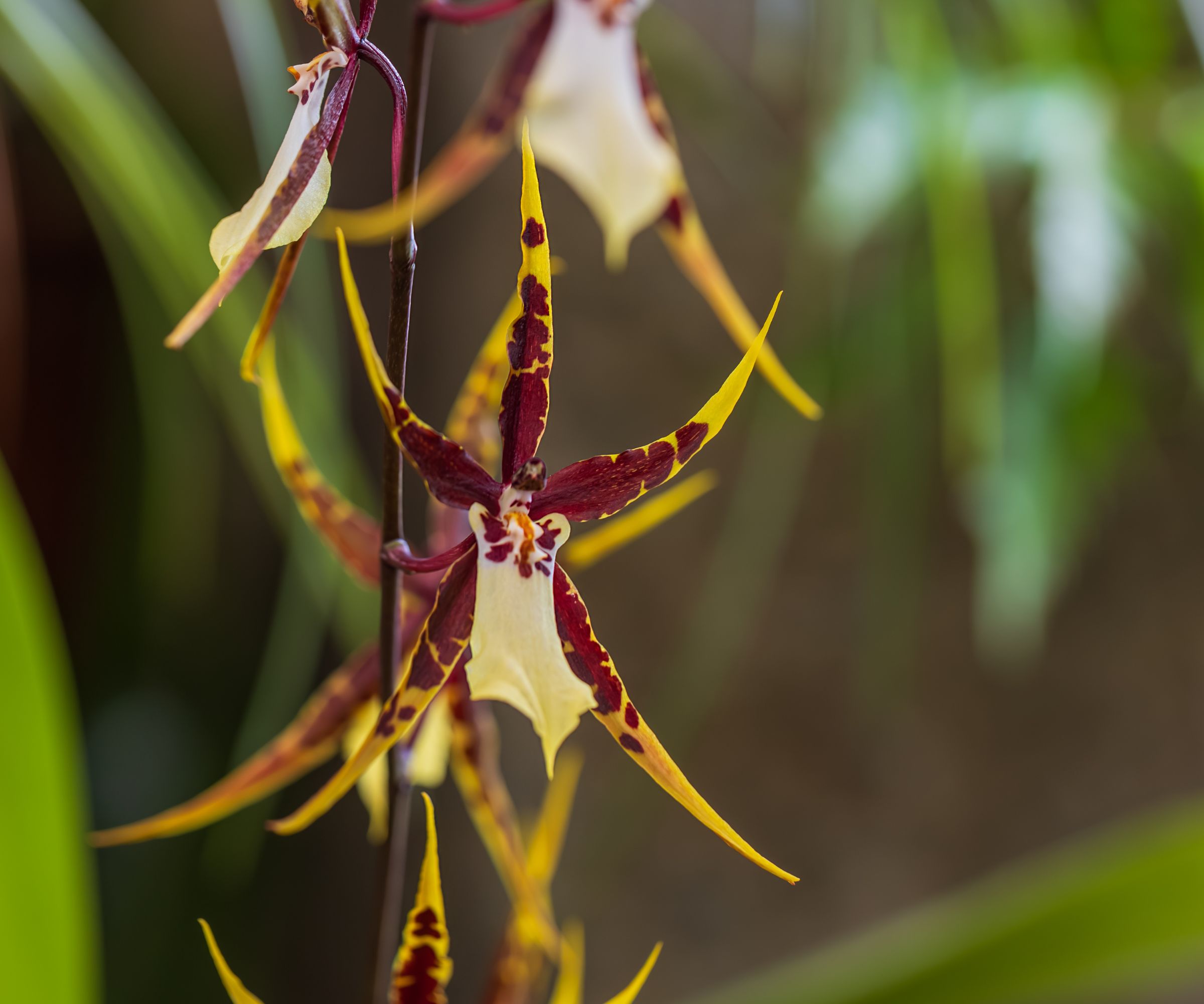 A stunning close-up of Brassia orchid blooms, known as Spider Orchids, featuring long, slender yellow and burgundy petals. The image is positioned on the left side, providing ample copy space on the soft bokeh background for design and commercial use.