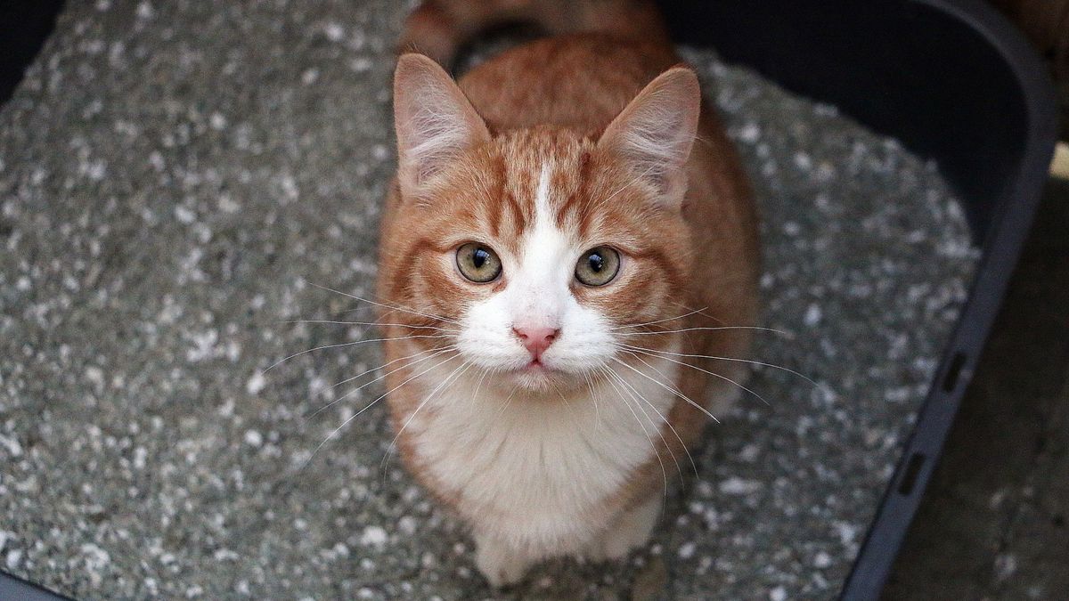 Ginger cat sitting in litter box