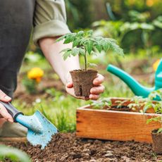 Gardener plants tomato seedlings into garden bed