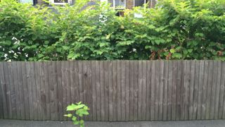 wooden fence with Japanese knotweed growing behind