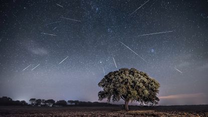 A long-exposure photo of a meteor shower over a field with a tree